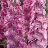 Delphinium pacific magic F. Kirschblute vaso 9
