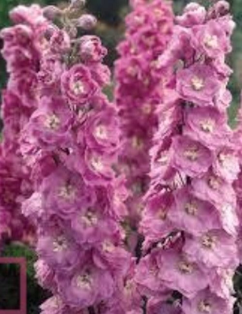 Delphinium pacific magic F. Kirschblute vaso 9