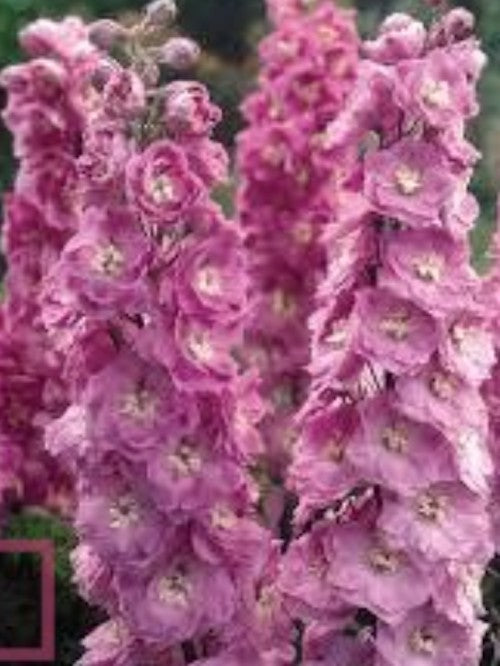 Delphinium pacific magic F. Kirschblute vaso 9