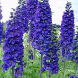Delphinium pacific magic dunkel schwarz vaso 9