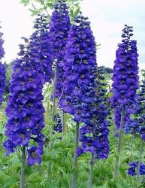 Delphinium pacific magic dunkel schwarz vaso 9