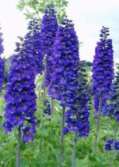 Delphinium pacific magic dunkel schwarz vaso 9