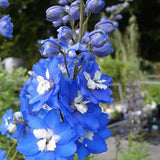 Delphinium pacific magic Mittelblau vaso 9