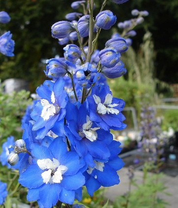 Delphinium pacific magic Mittelblau vaso 9