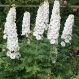 Delphinium pacific magic Reinweiss vaso 9