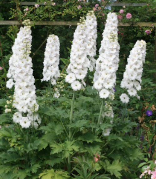 Delphinium pacific magic Reinweiss vaso 9