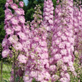 Delphinium pacific Astolat vaso 9