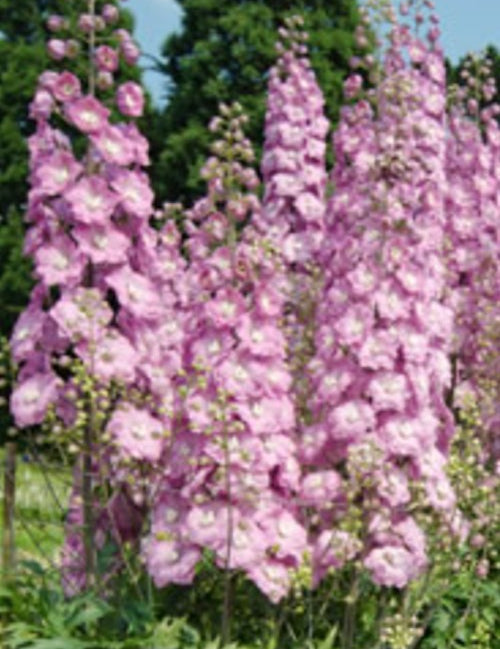 Delphinium pacific Astolat vaso 9