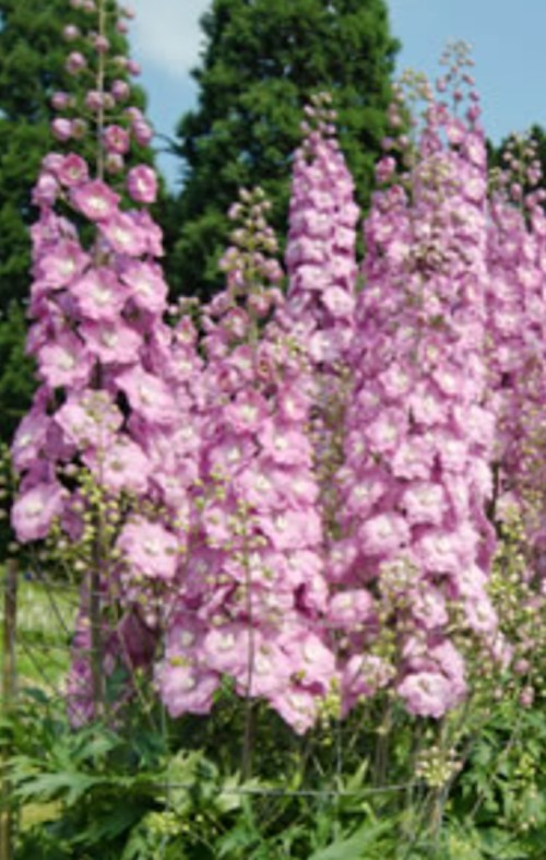 Delphinium pacific Astolat vaso 9