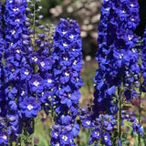 Delphinium pacific King Artur vaso 9