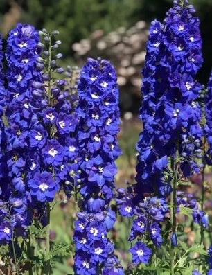 Delphinium pacific King Artur vaso 9