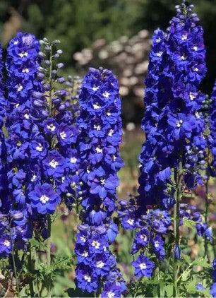 Delphinium pacific King Artur vaso 9