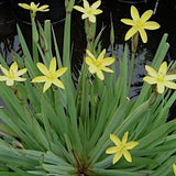 Sisyrinchium Californicum