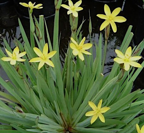 Sisyrinchium Californicum