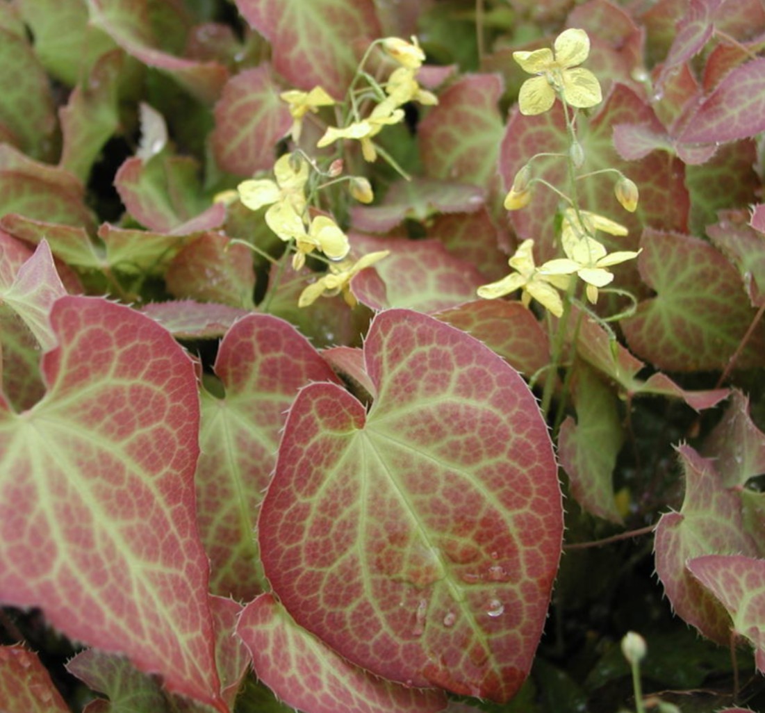 Epimedium x Perralchicum Frohnleiten vaso 9