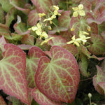 Epimedium x Perralchicum Frohnleiten vaso 9