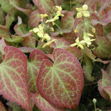 Epimedium x Perralchicum Frohnleiten vaso 9