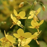 Epimedium x Perralchicum Frohnleiten vaso 9
