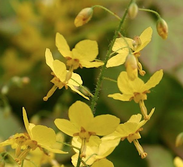 Epimedium x Perralchicum Frohnleiten vaso 9