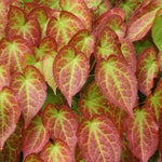Epimedium x Rubrum vaso 9