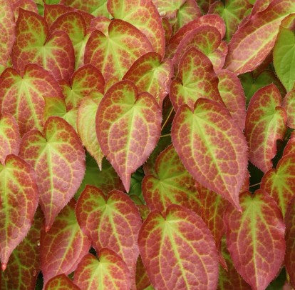 Epimedium x Rubrum vaso 9