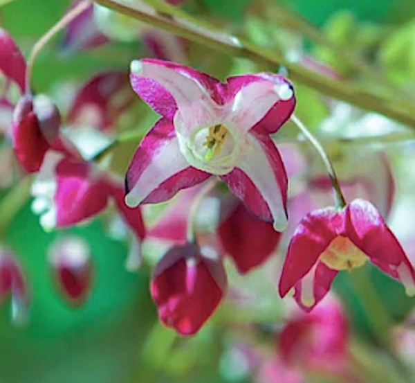 Epimedium x Rubrum vaso 9
