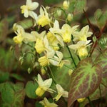 Epimedium x Versicolor Sulphureum vaso 9