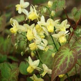 Epimedium x Versicolor Sulphureum vaso 9