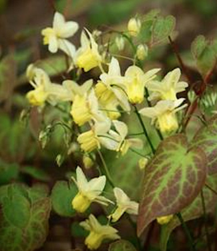 Epimedium x Versicolor Sulphureum vaso 9