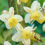 Epimedium x Versicolor Sulphureum vaso 9