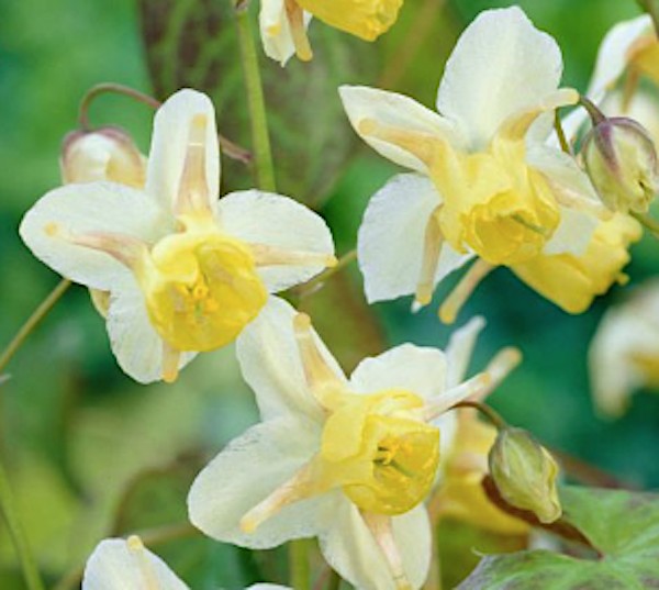 Epimedium x Versicolor Sulphureum vaso 9