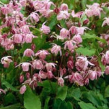 Epimedium x youngianum Roseum vaso 9