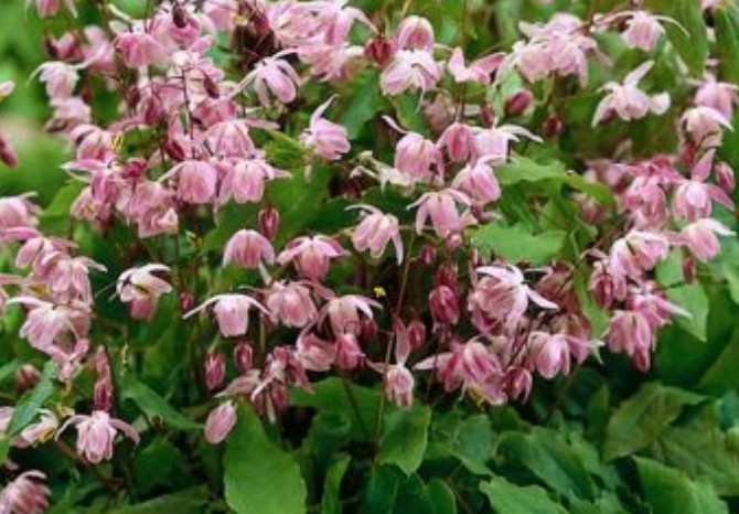 Epimedium x youngianum Roseum vaso 9