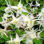 Epimedium x youngianum Niveum vaso 9