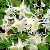 Epimedium x youngianum Niveum vaso 9