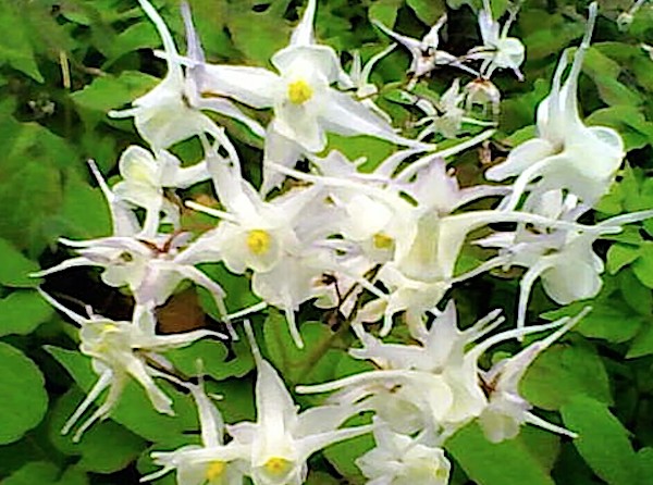 Epimedium x youngianum Niveum vaso 9