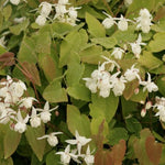 Epimedium x youngianum Niveum vaso 9