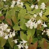 Epimedium x youngianum Niveum vaso 9