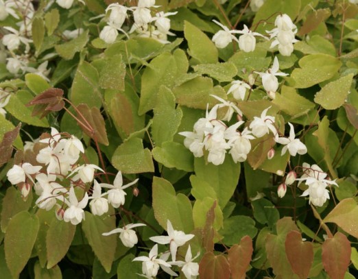 Epimedium x youngianum Niveum vaso 9