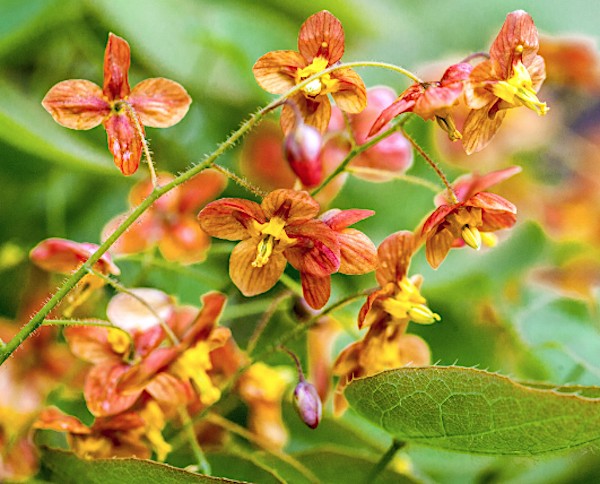 Epimedium x Warleyense vaso 9