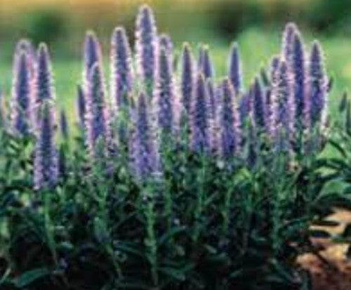 Veronica Spicata nana vaso 14