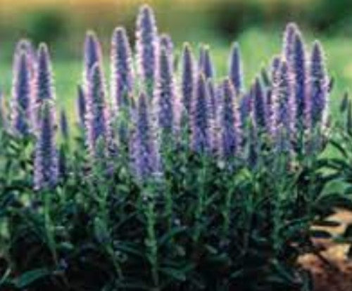 Veronica Spicata nana vaso 14