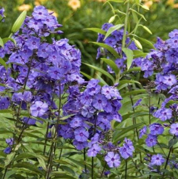 Phlox paniculata 'Blue Paradise vaso 9