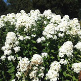Phlox paniculata fujiyama vaso 9