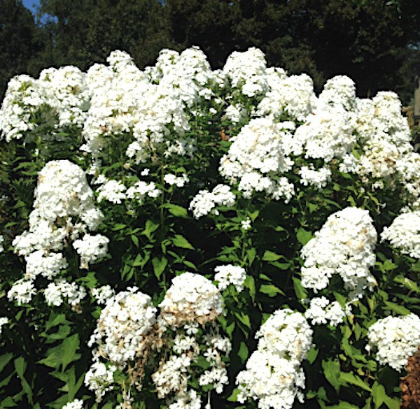 Phlox paniculata fujiyama vaso 9