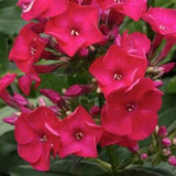 Phlox paniculata Septemberglut vaso 9
