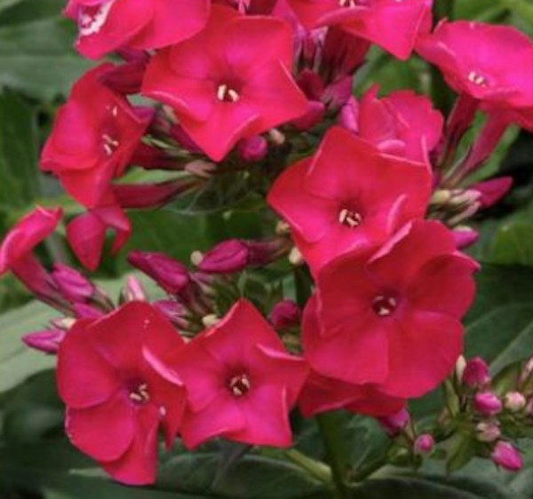 Phlox paniculata Septemberglut vaso 9