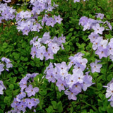 Phlox stolonifera Blue Ridge vaso 9
