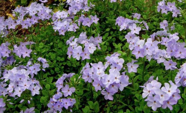 Phlox stolonifera Blue Ridge vaso 9