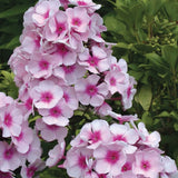 Phlox Paniculata Bright Eyes  vaso 9